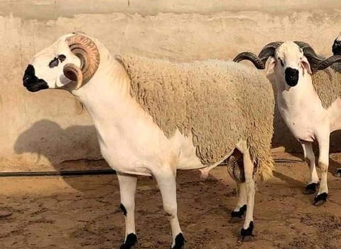Aïd Al Adha: les moutons seront plus chers au Maroc - Agadir Aujourd'hui