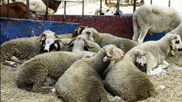 Aliments pour animaux suspects : Alerte aux marchés de l'Aïd al-Adha - Agadir Aujourd'hui